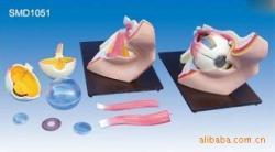 医药教学器材专业供应商 SMD-1051眼解剖模型生产与供应详解
